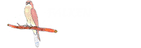 Falken Grundschule